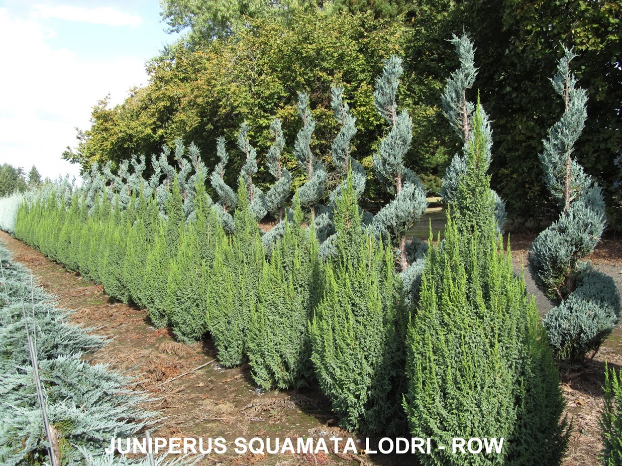 Juniperus Sqamata Loderi